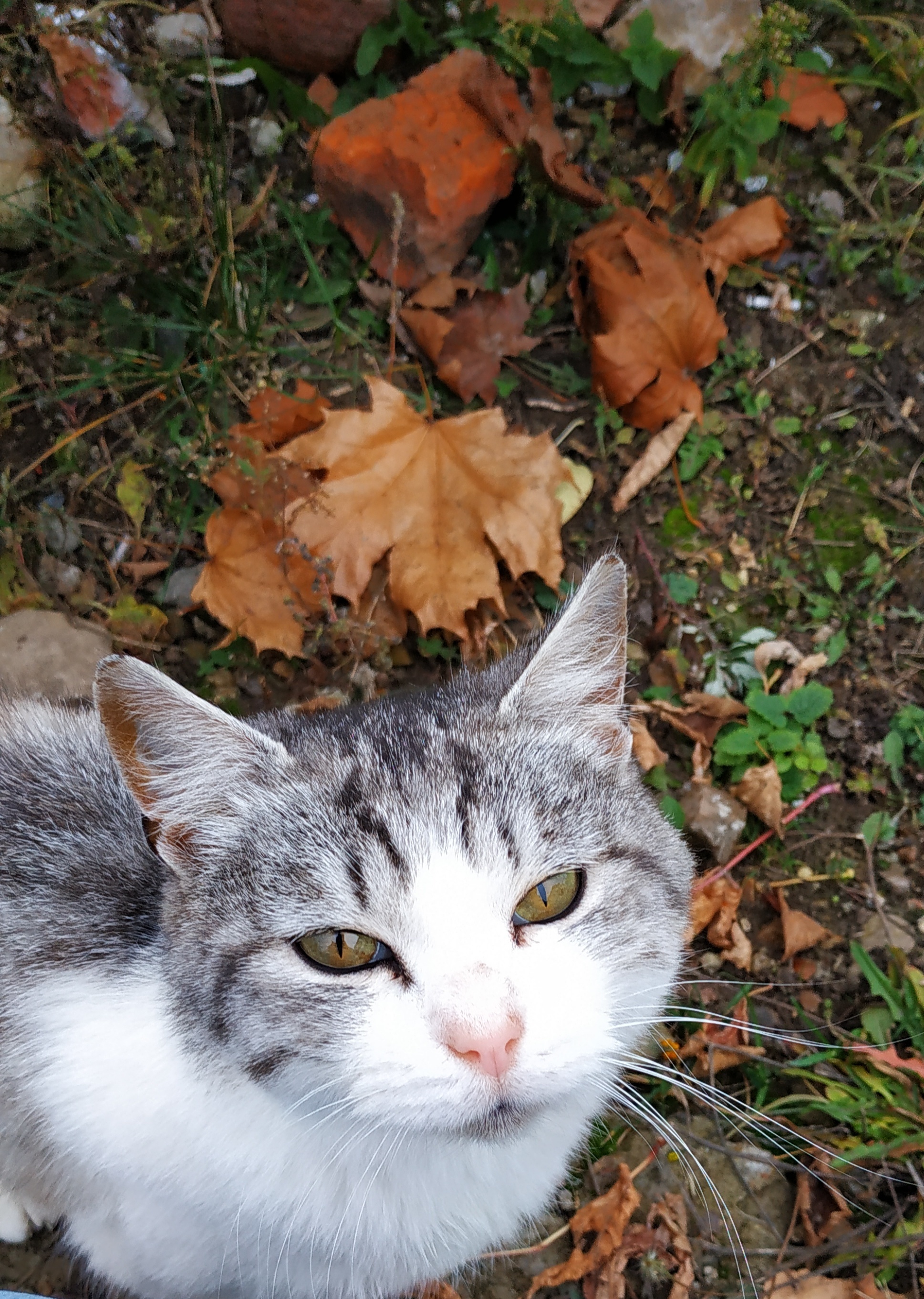 living sculpture - My, Catomafia, Pets, Longpost, cat