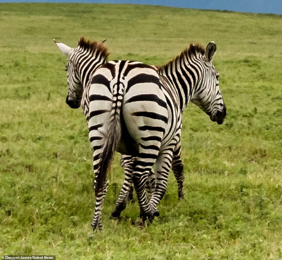 Reproduction by division. - From the network, Animals, zebra, Rare photos