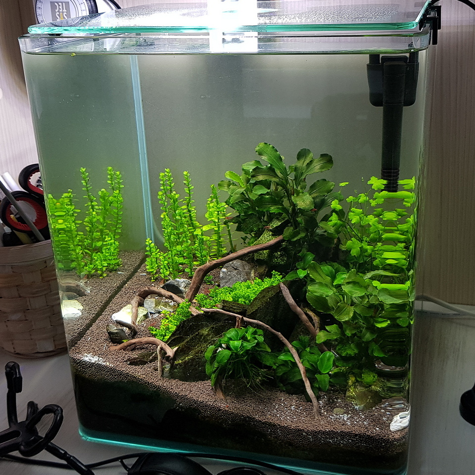 Redesign 18 liters - My, Aquarium, Nanoaquarium, Shrimps, Longpost