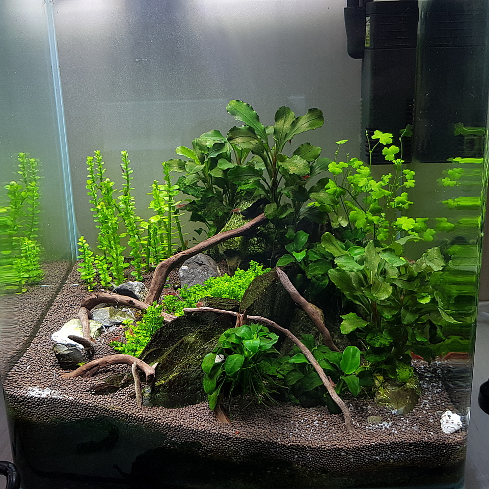 Redesign 18 liters - My, Aquarium, Nanoaquarium, Shrimps, Longpost