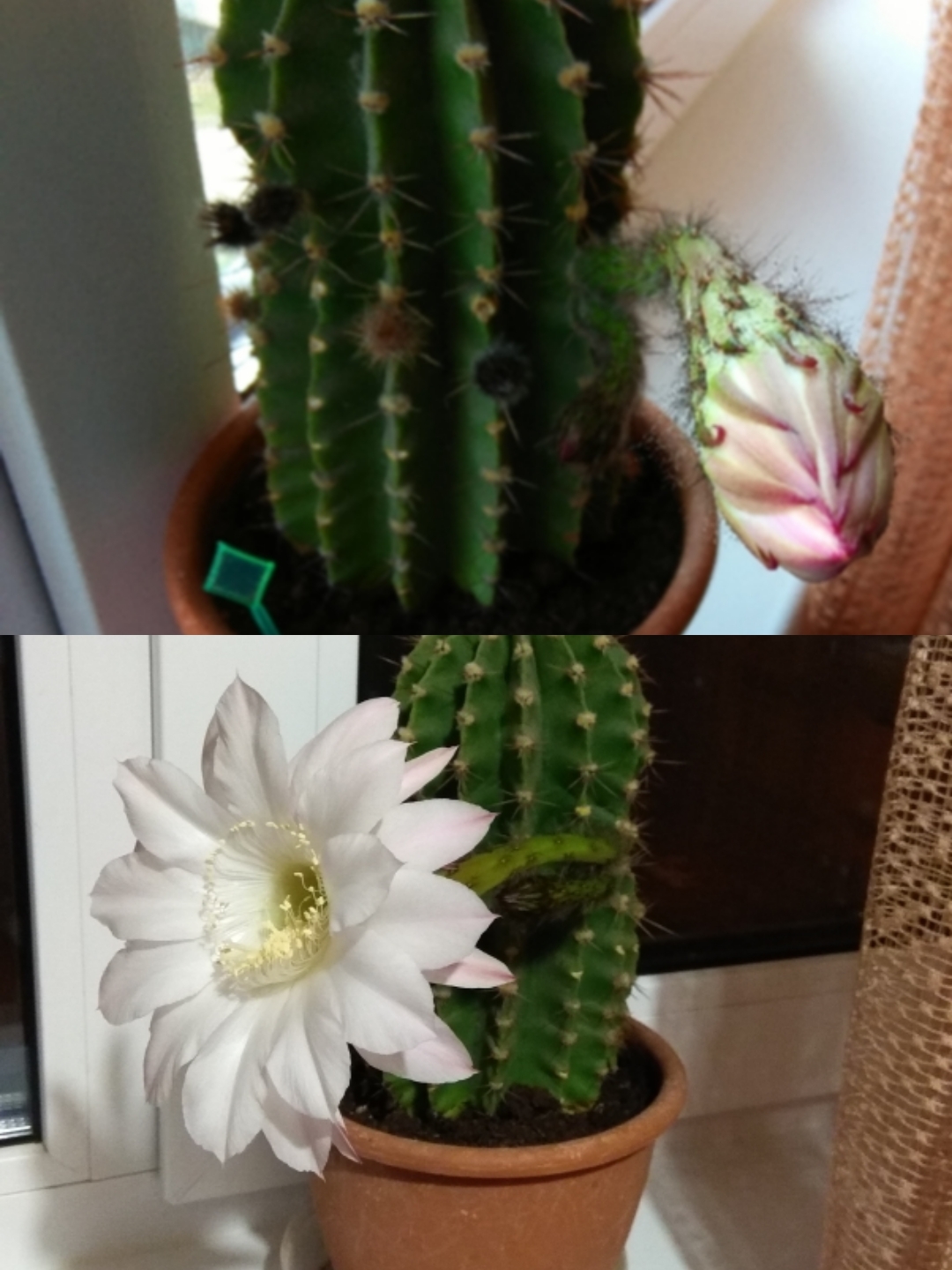 Day/evening. - My, Blooming cacti, Plant growing, Botany, Cactus