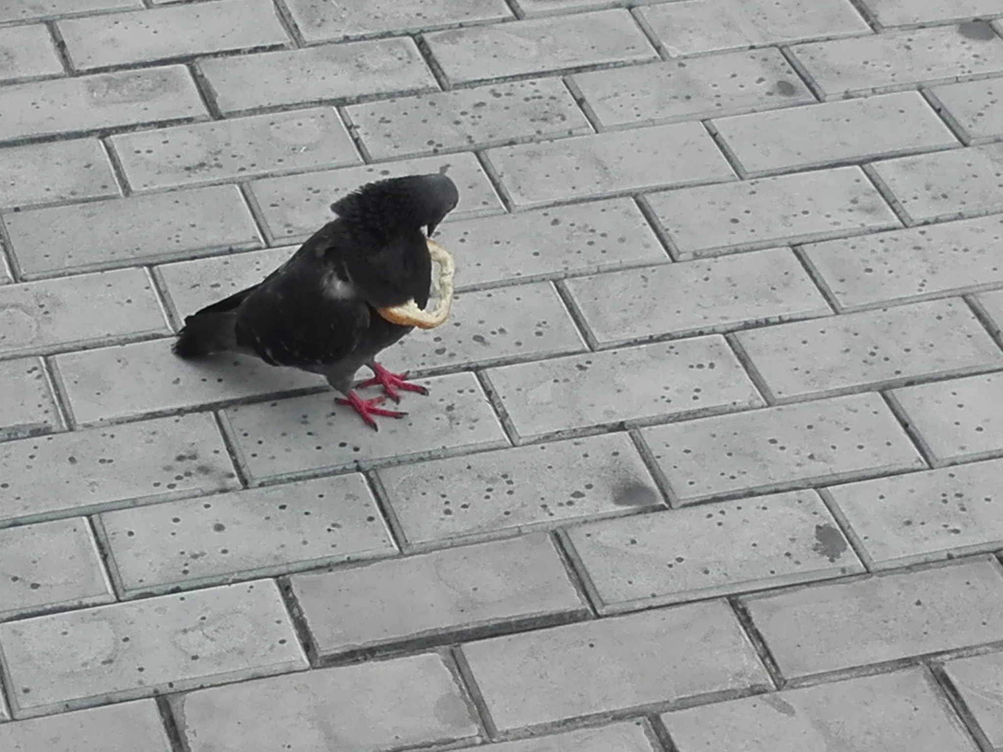 I carry everything with me - My, Pigeon, Bread, , Longpost, Stock