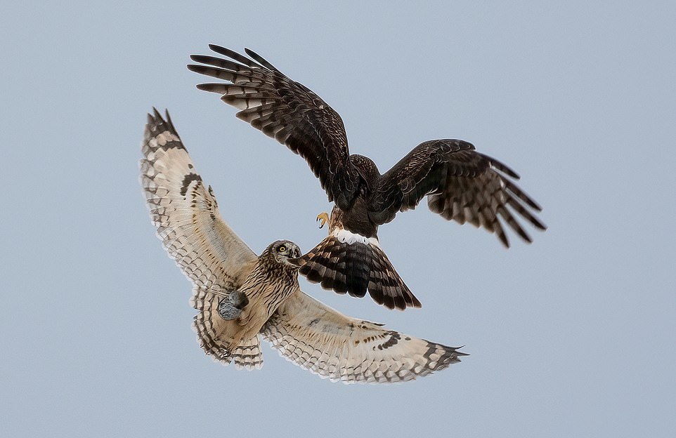 Fight of an owl and a hawk for a mouse - Owl, Hawk, Mouse, Fight, Longpost