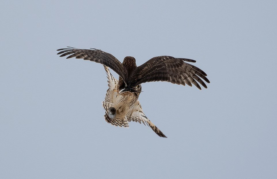 Fight of an owl and a hawk for a mouse - Owl, Hawk, Mouse, Fight, Longpost