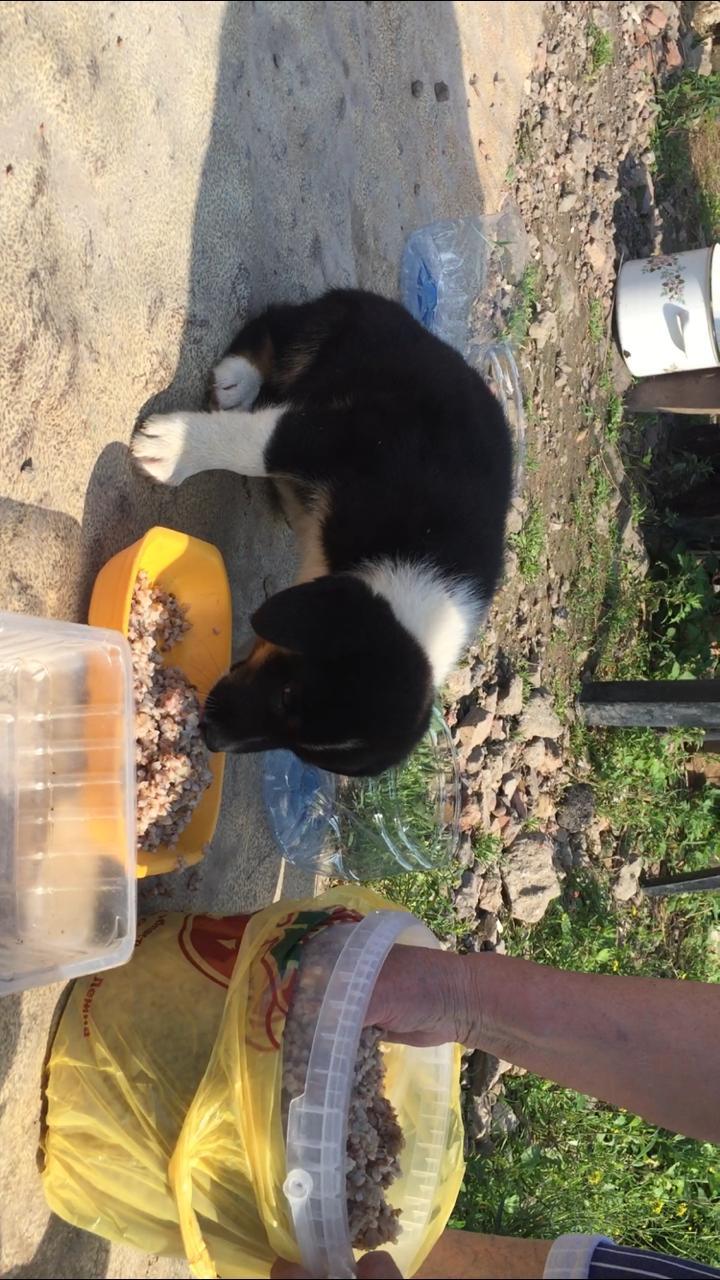 Urgently adopting puppies - Moscow, No rating, Puppies, Dog, Good league, In good hands, Help, Longpost, Helping animals