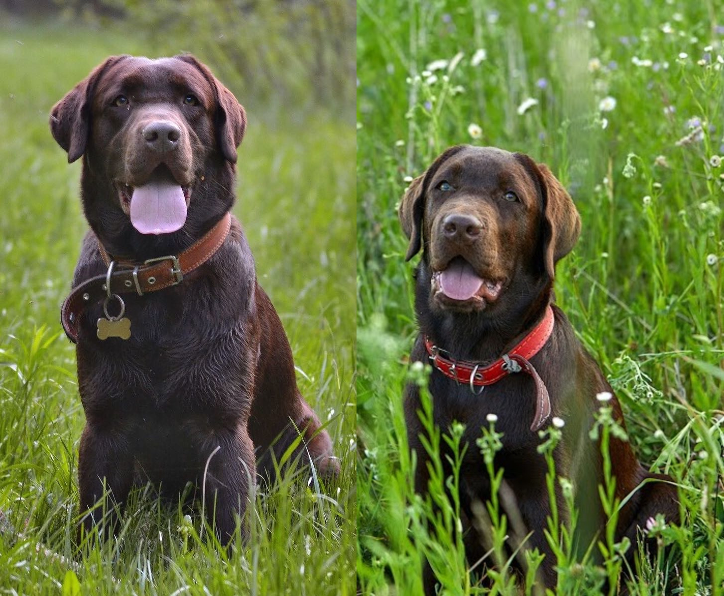 Just a matured good boy. - My, Dog, Labrador, Good boy, Growing up