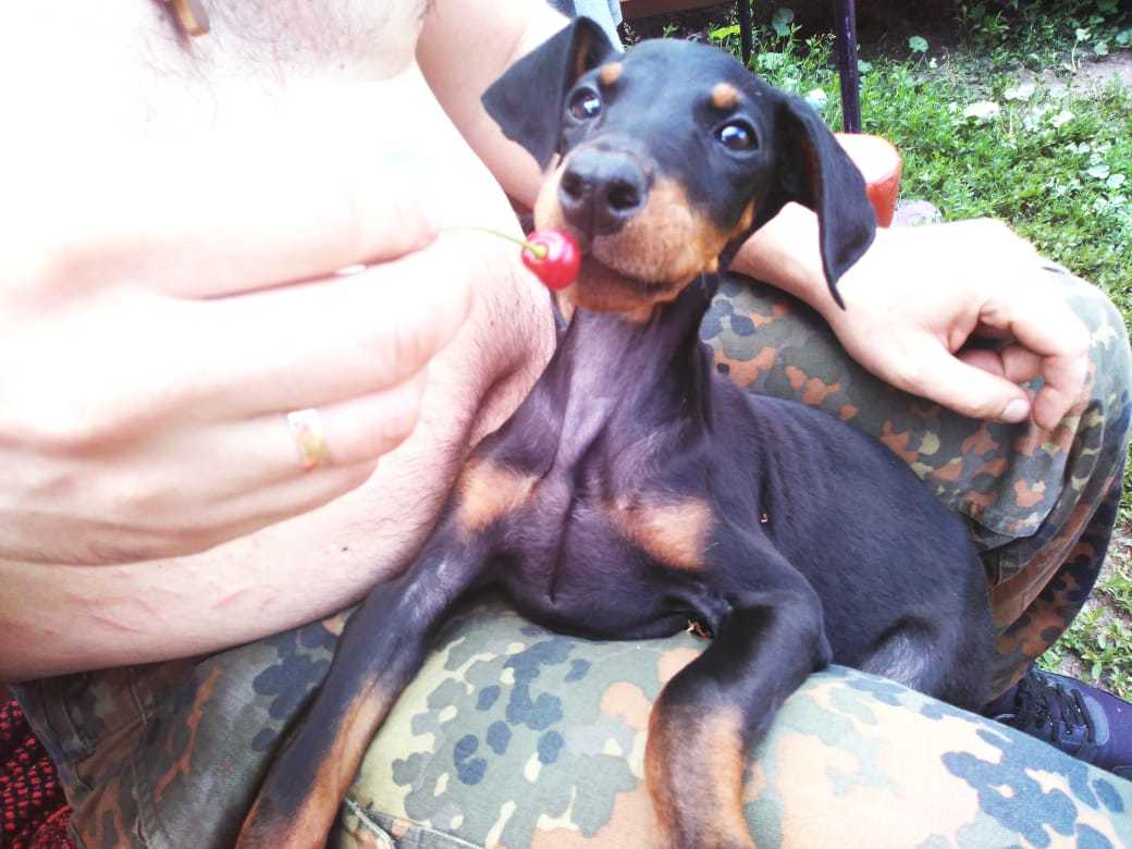 Doberman puppies in good hands (urgent-urgent!) - My, Moscow, Puppies, In good hands, Doberman, Help, Helping animals, Dog, Longpost, No rating