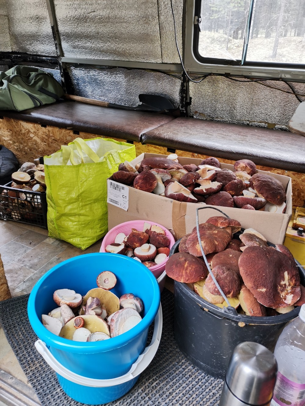 mushroom invasion - Porcini, Borovik, Longpost, Mushrooms