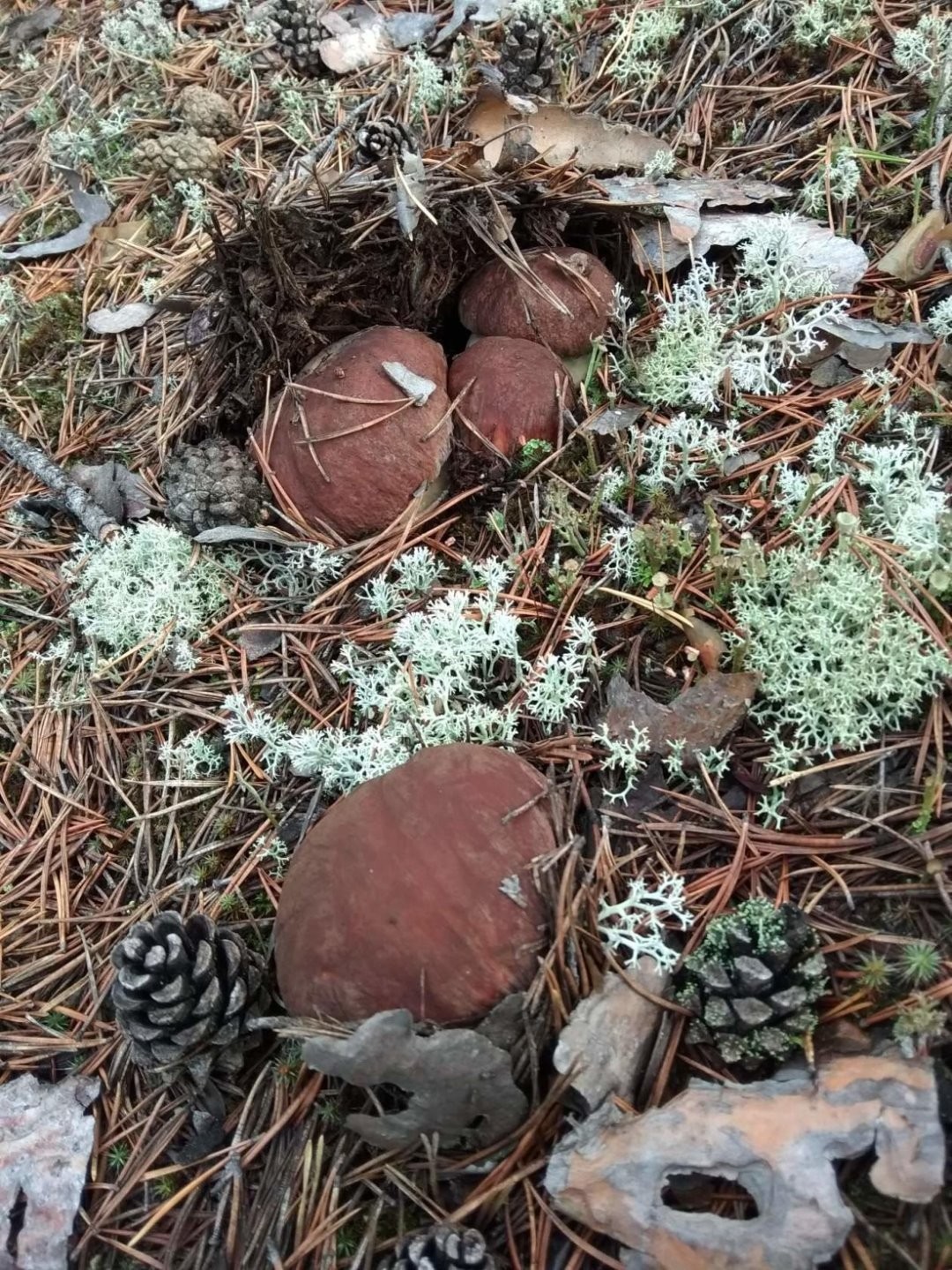 mushroom invasion - Porcini, Borovik, Longpost, Mushrooms