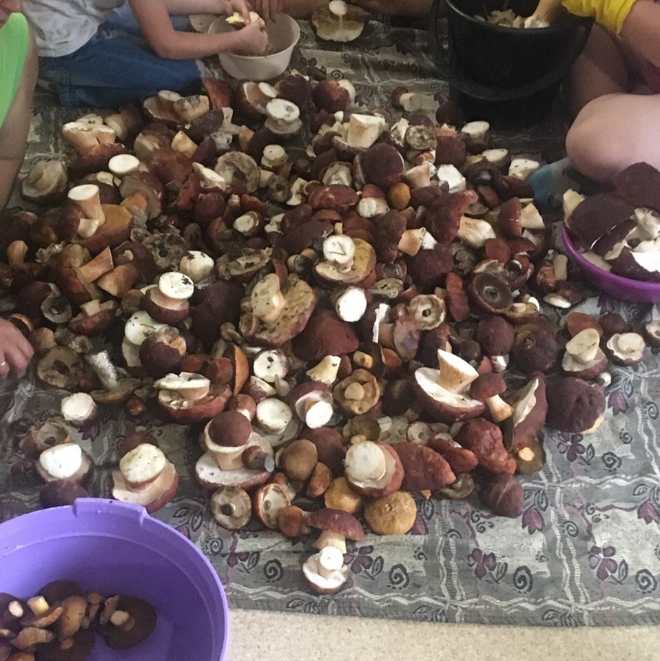 mushroom invasion - Porcini, Borovik, Longpost, Mushrooms