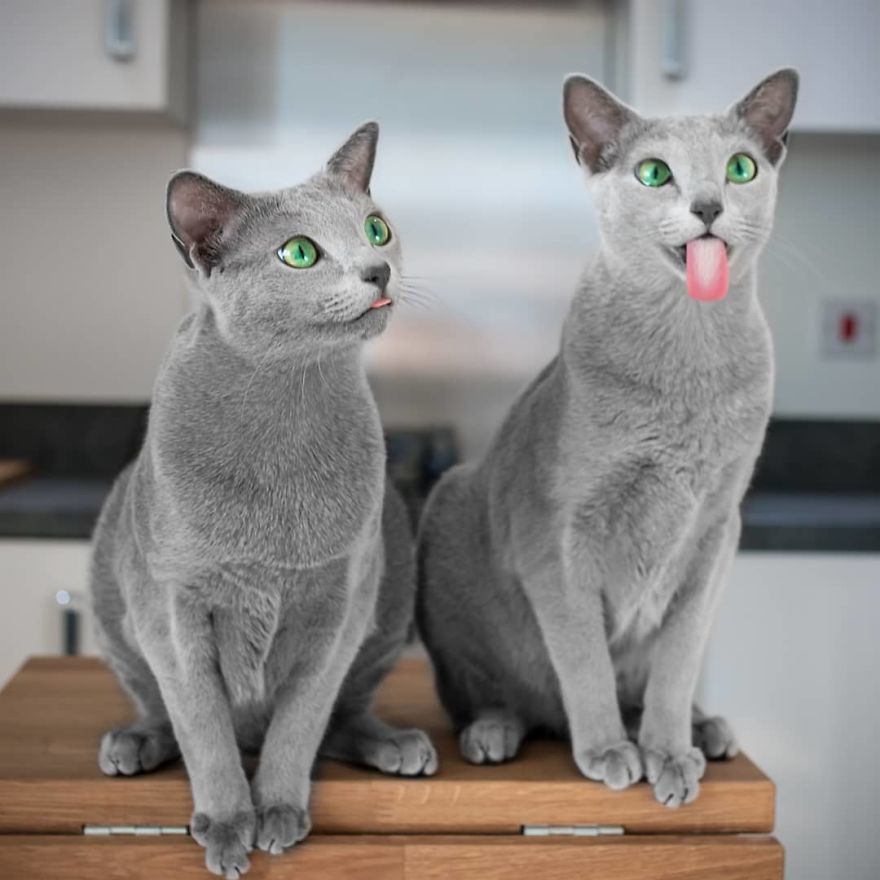 Handsome men with green eyes - cat, Handsome men, Eyes, Green eyes, Longpost, Russian blue