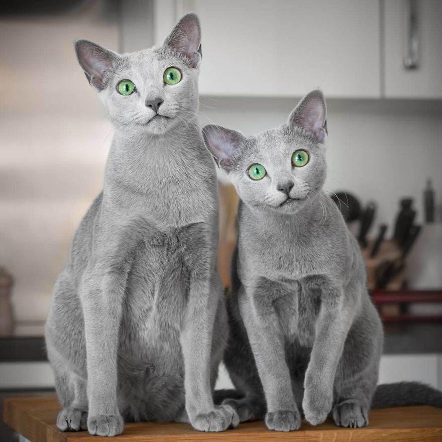 Handsome men with green eyes - cat, Handsome men, Eyes, Green eyes, Longpost, Russian blue