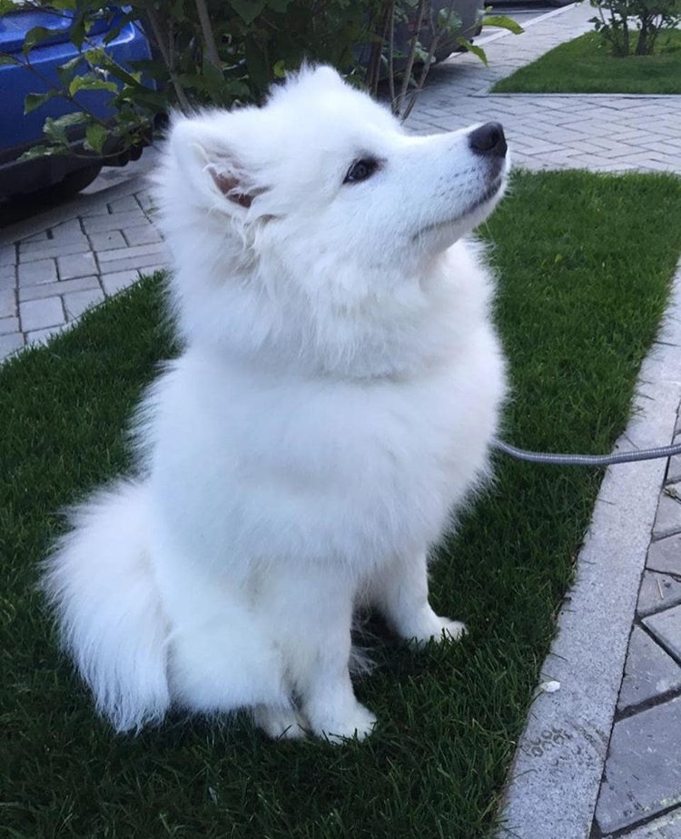 Healthy dog. Part 3. My dog ??is a gourmet - My, Dog, Puppies, Samoyed, Negative, Longpost