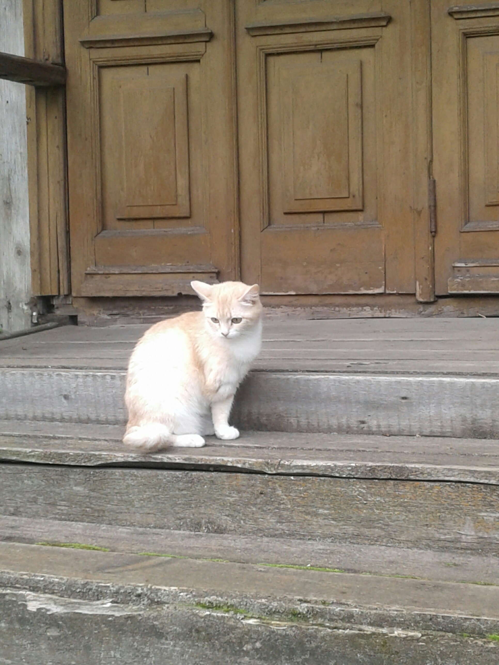 Orphan - My, cat, Porch, Longpost
