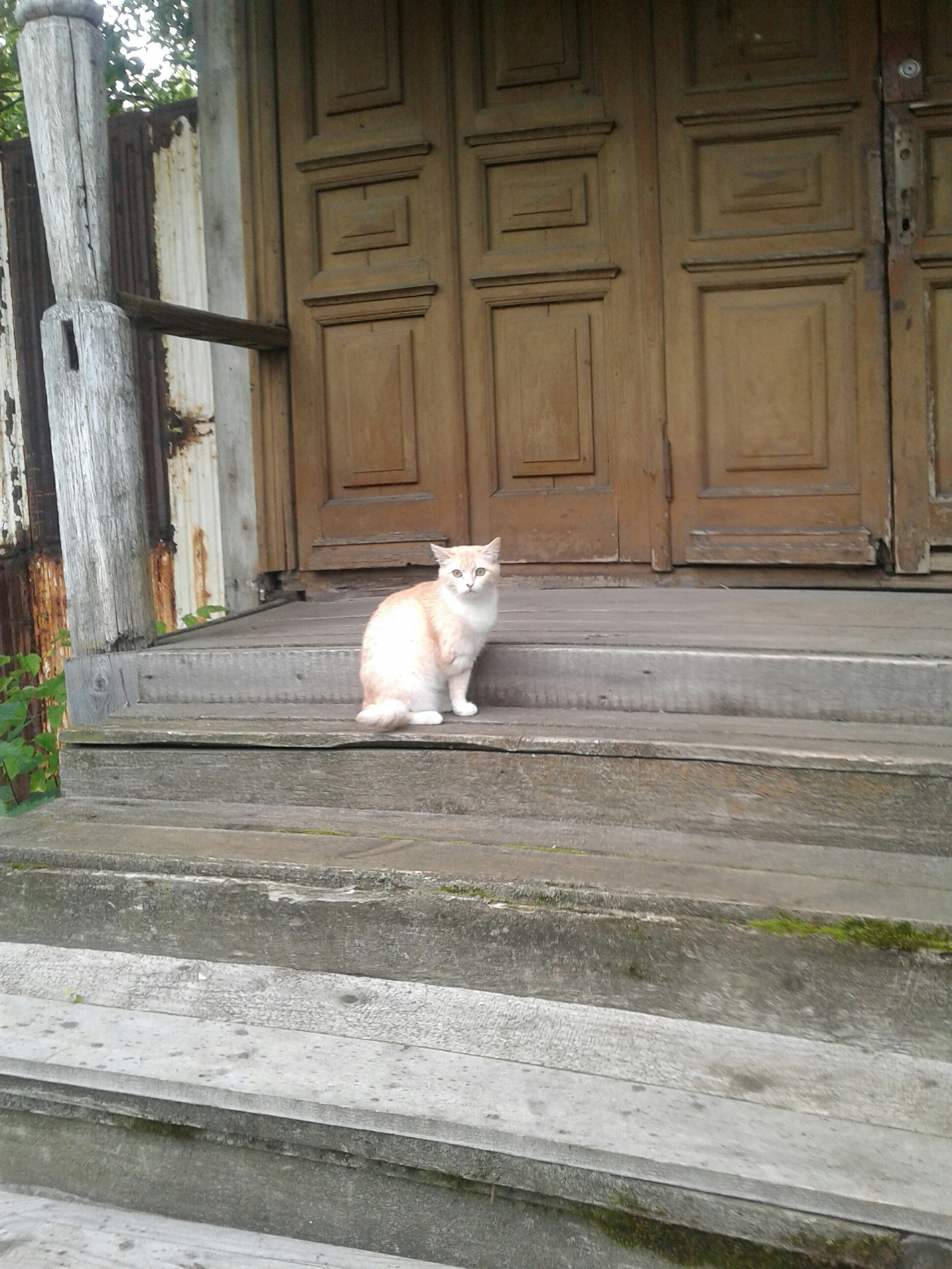 Orphan - My, cat, Porch, Longpost