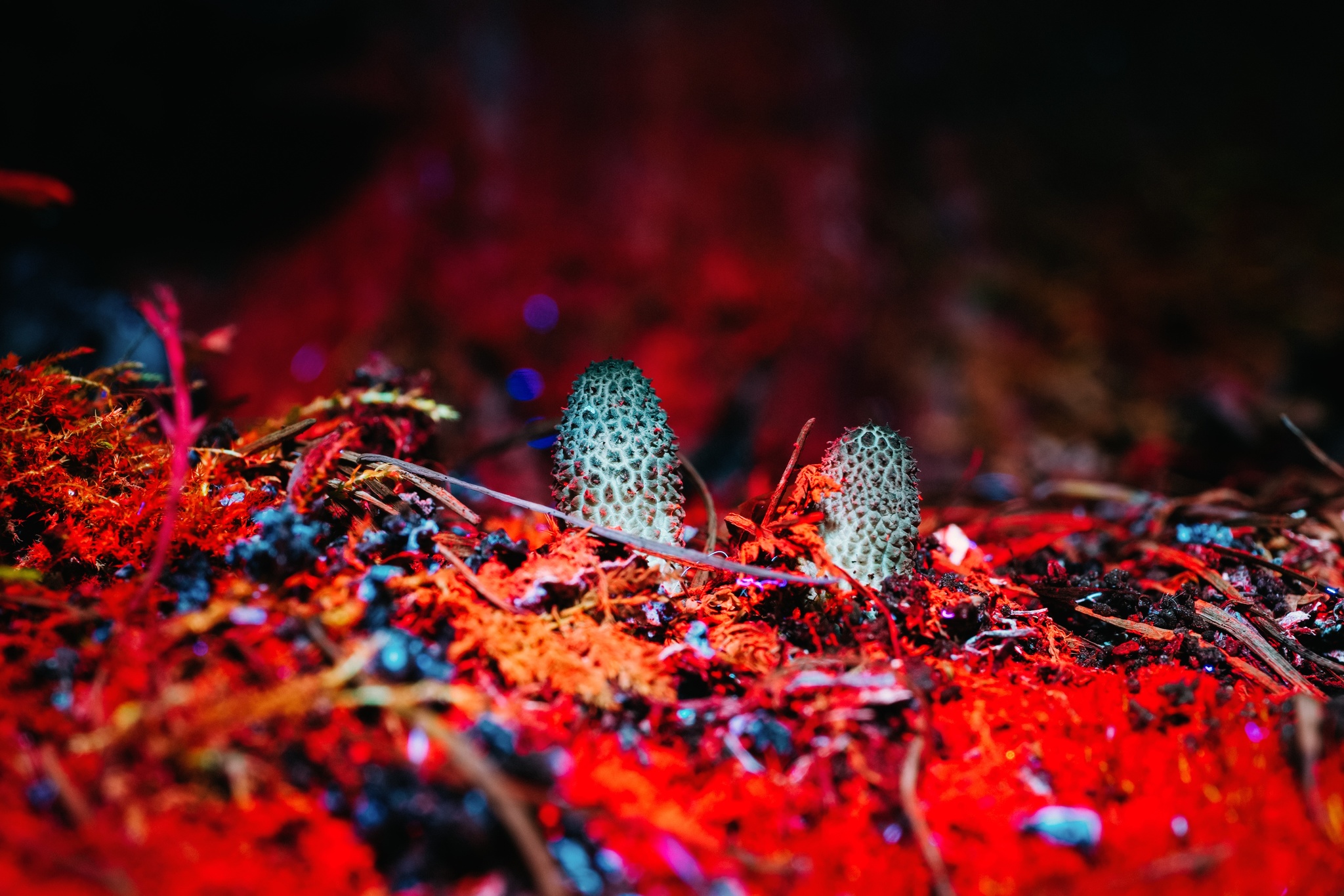 Night forest in ultraviolet 2 - My, Ultraviolet, Forest, The photo, Spider, Mushrooms, Longpost