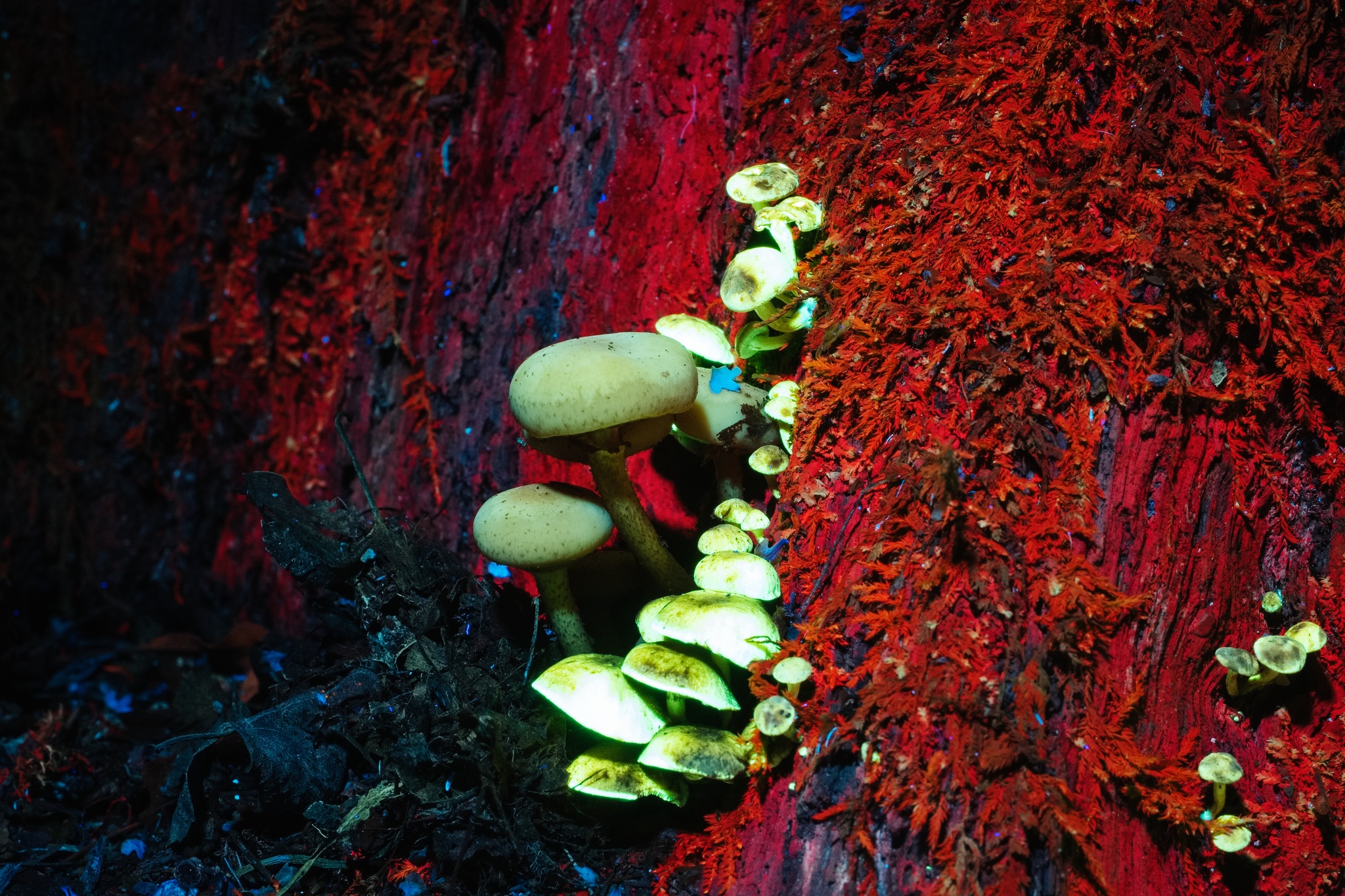 Night forest in ultraviolet 2 - My, Ultraviolet, Forest, The photo, Spider, Mushrooms, Longpost