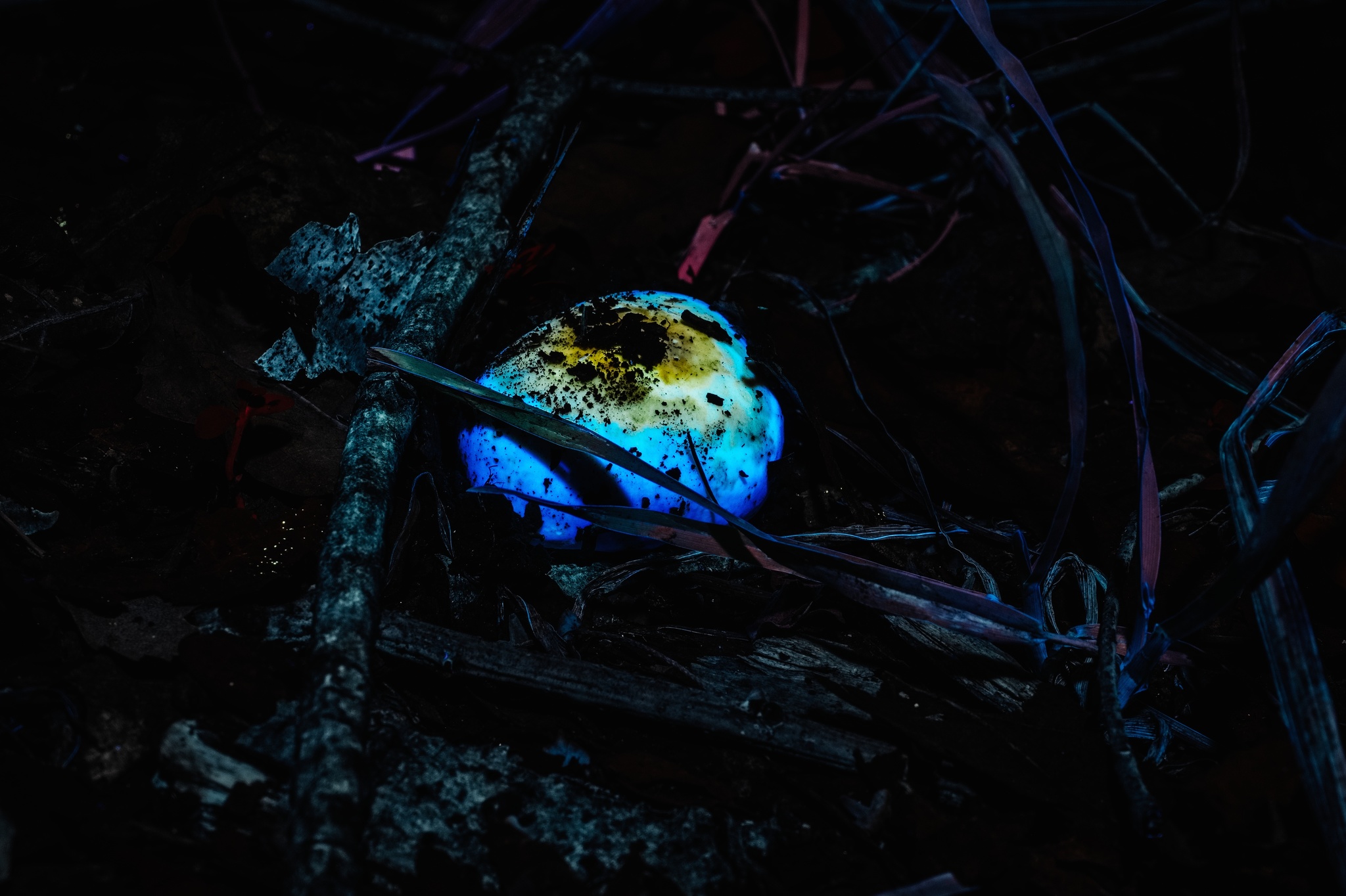 Night forest in ultraviolet 2 - My, Ultraviolet, Forest, The photo, Spider, Mushrooms, Longpost