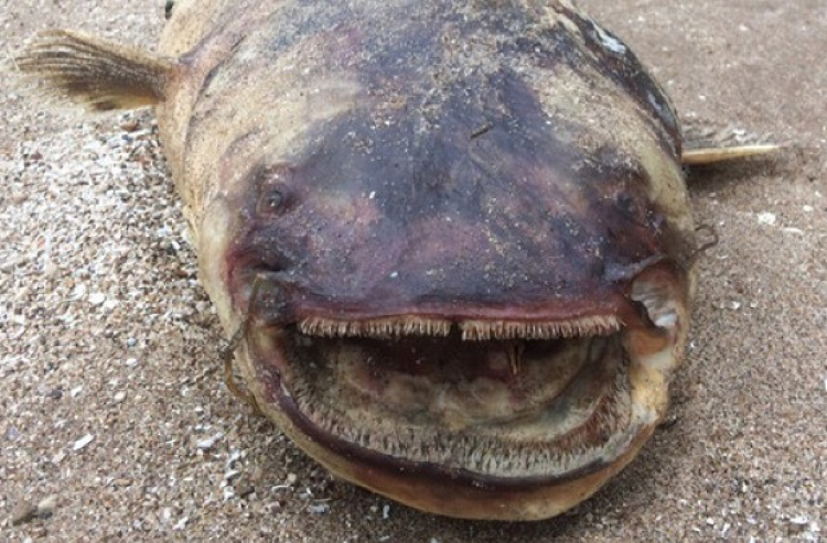 Huge fish washed up on the banks of the Volga - Ecology, Ejection