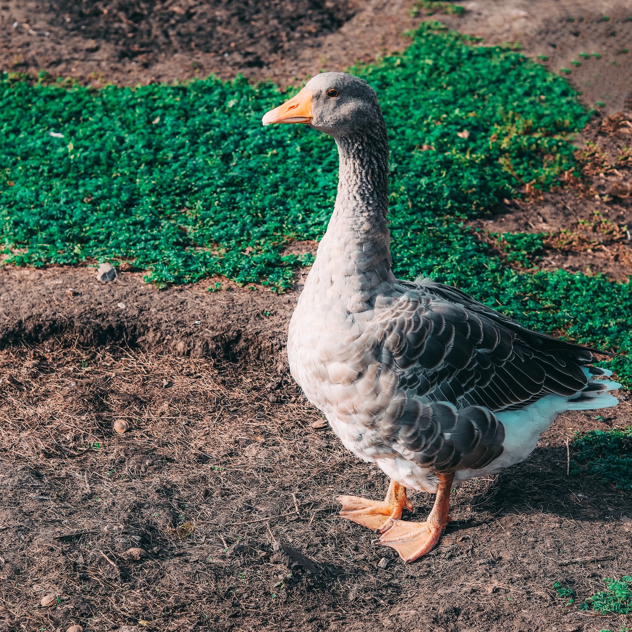 Little animals - My, Canon, Lightroom, Animals, Longpost, Dog