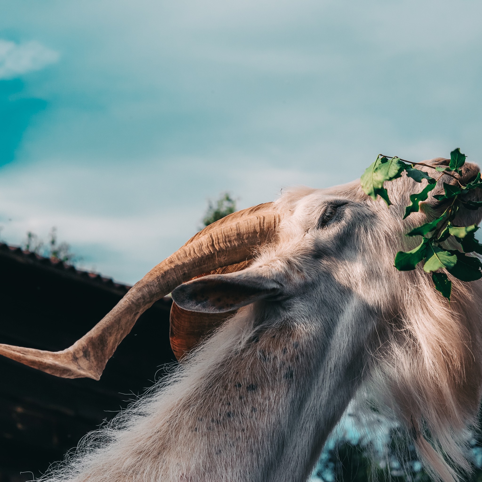 Little animals - My, Canon, Lightroom, Animals, Longpost, Dog