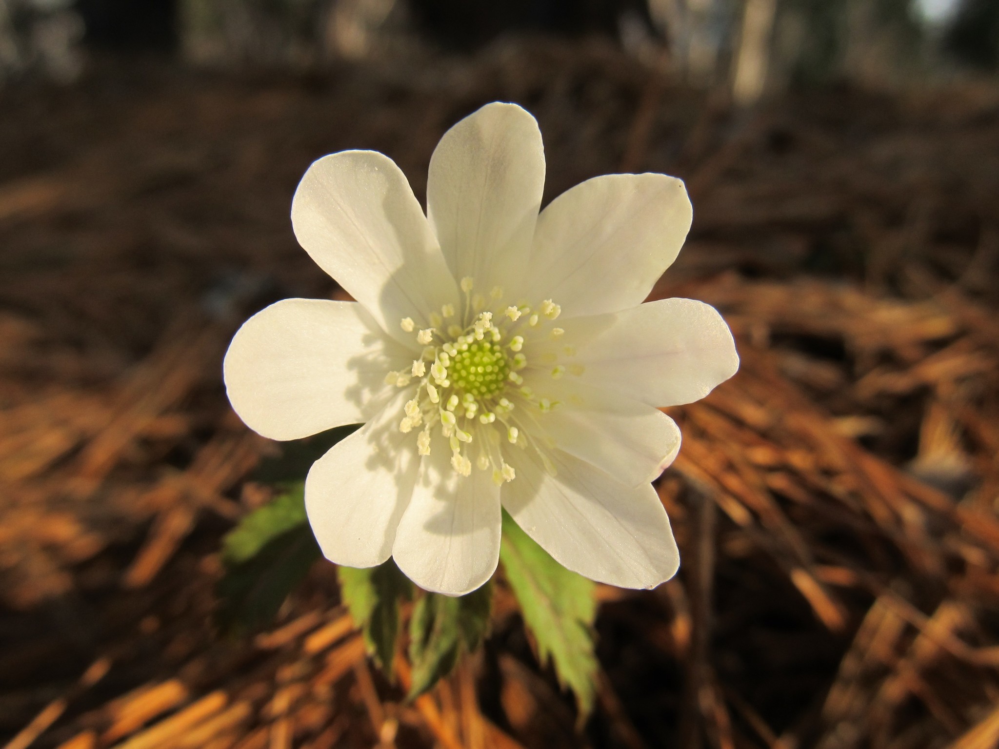 A bit of spring at sunset. - My, Spring, May, The photo, Longpost