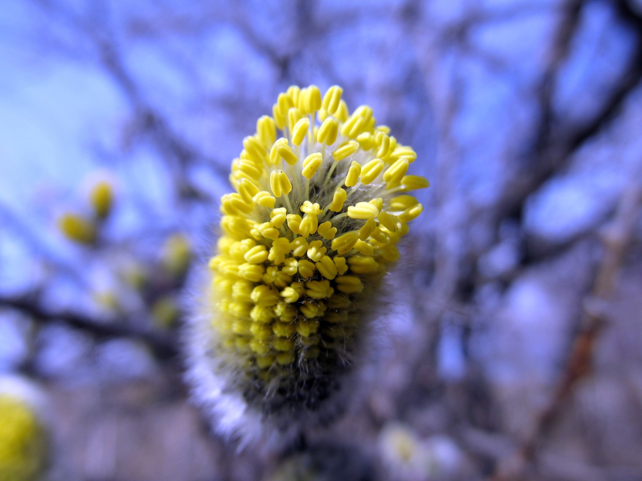 A bit of spring at sunset. - My, Spring, May, The photo, Longpost