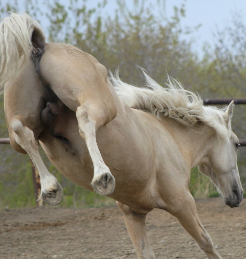 Stallion! Is it possible to deal with it? - Horses, Veterinary, Horseback Riding, Longpost