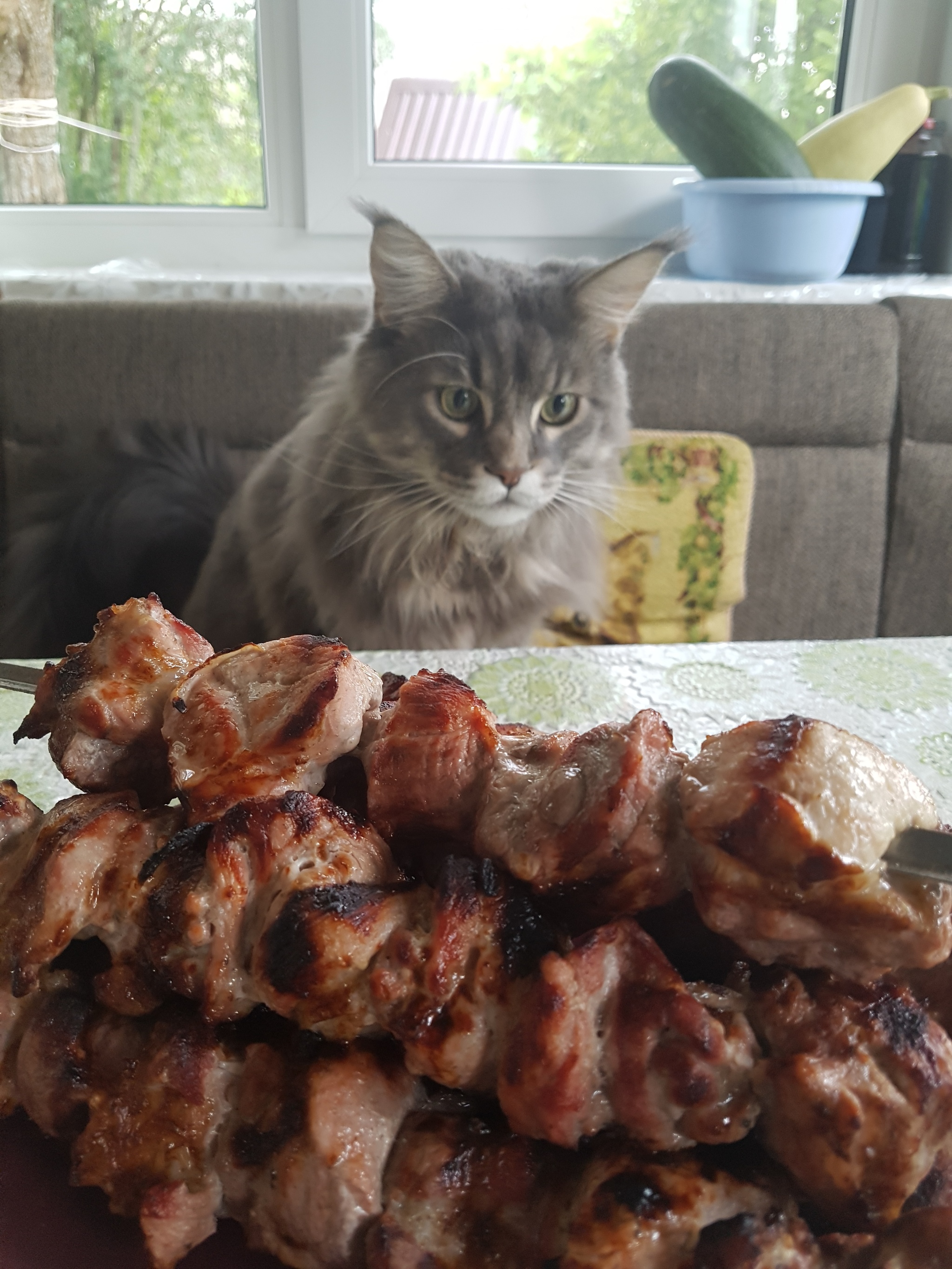 Good for a cat in the country - My, Dacha, cat, Maine Coon, Shashlik, Longpost