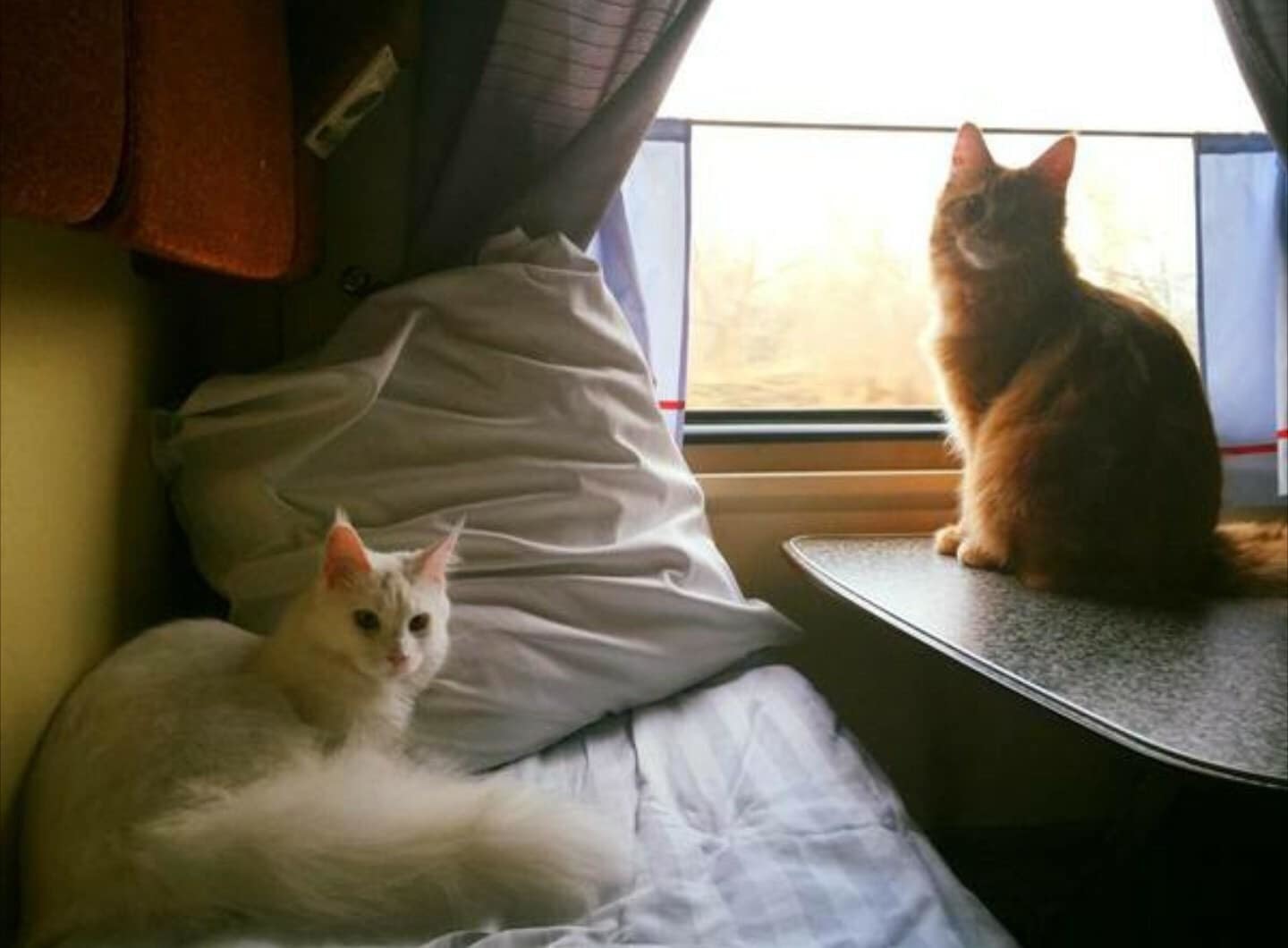 Можно просто посидеть. Кот в поезде. Кот в электричке. Котик едет в поезде. Кот в купе.