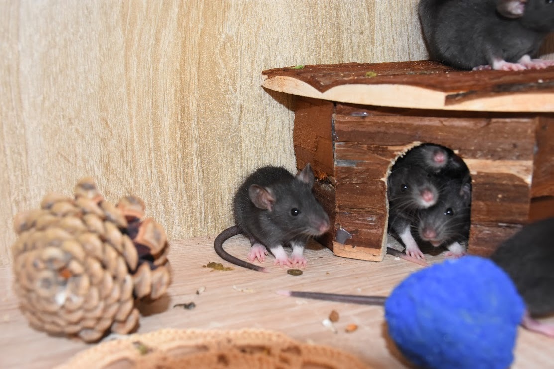 Little rats for you!) - My, Rat, Decorative rats, In good hands, Animals, Pets, Minsk, Is free, Longpost