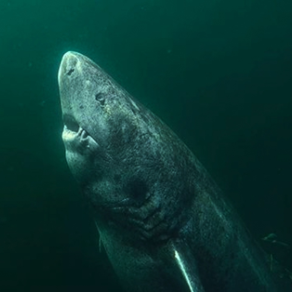 Scientists have discovered a living shark that is older than Ivan the Terrible. - Interesting, Nature, Shark, Story