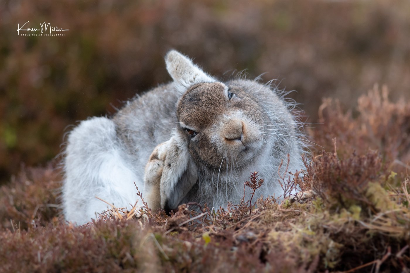 A little mountain... - Hare, The mountains, Longpost