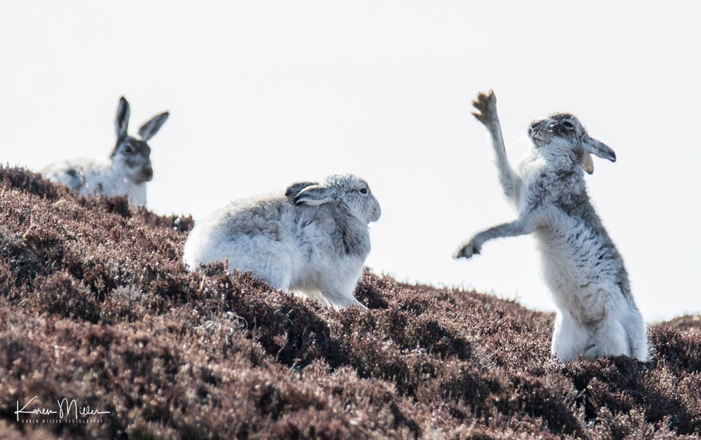 A little mountain... - Hare, The mountains, Longpost