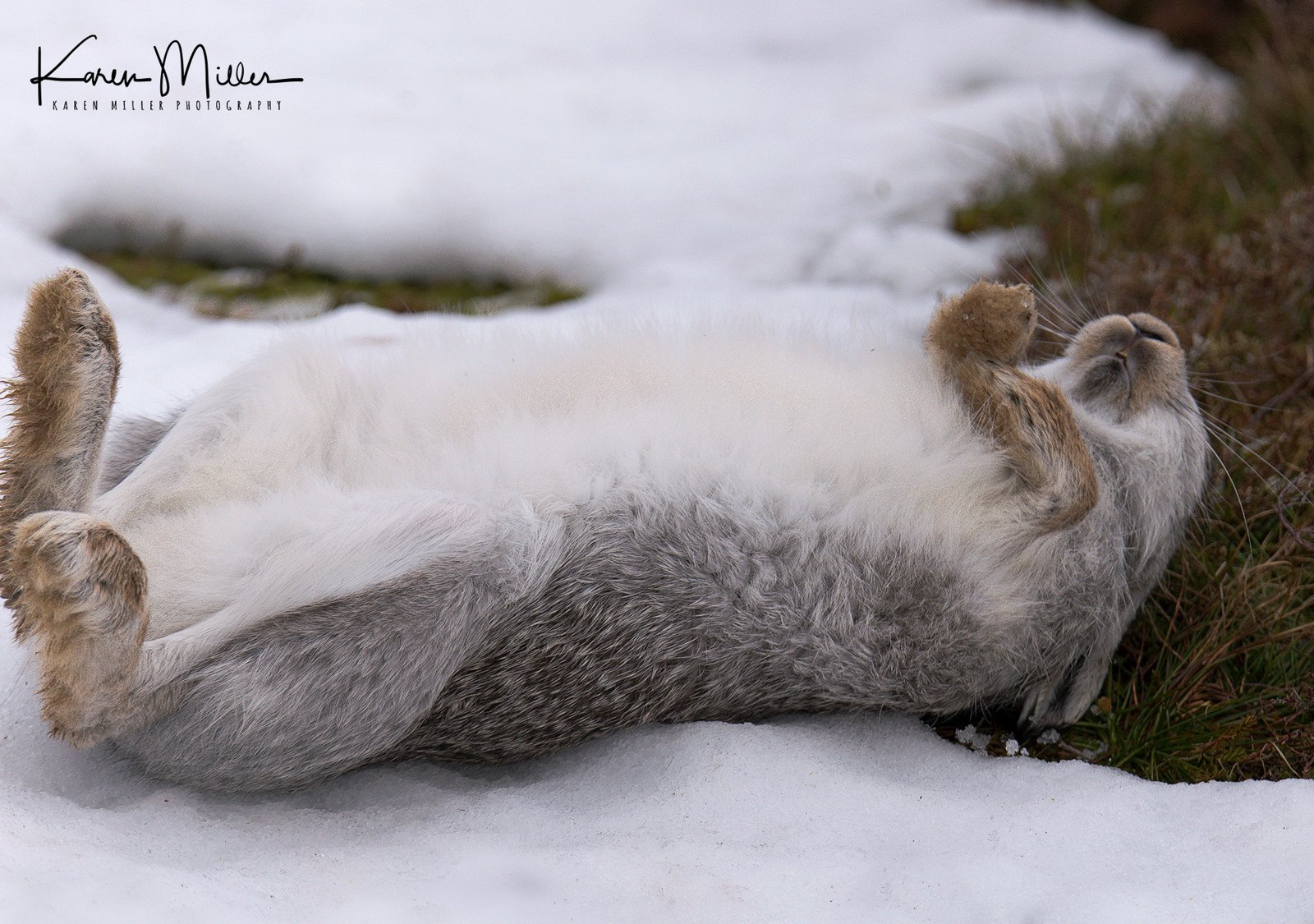 A little mountain... - Hare, The mountains, Longpost