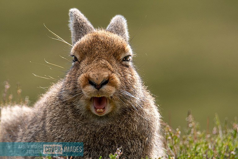 A little mountain... - Hare, The mountains, Longpost