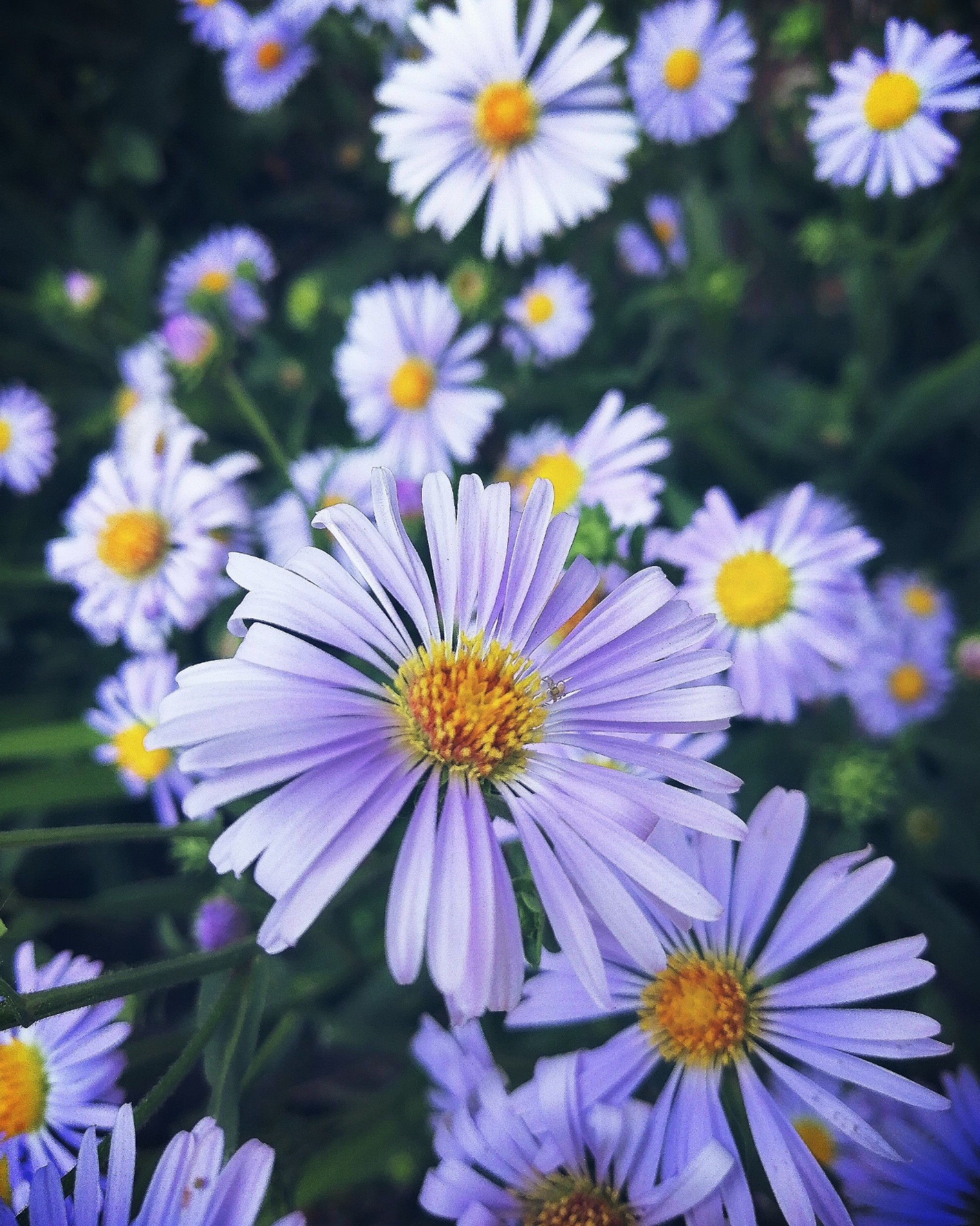 Flowers in the yard. - My, Flowers, The photo, Longpost