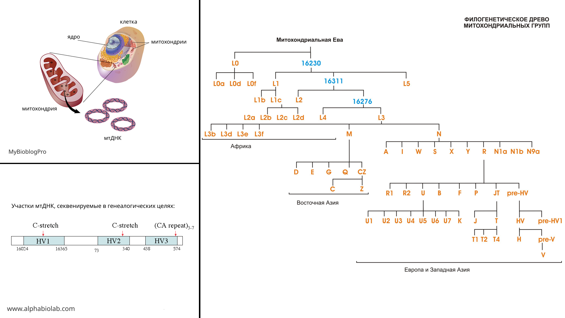 Vladimir Volkov about genetic genealogy - My, Genetics, Population genetics, Video, Longpost, Genealogy, Nauchpop, The science, Interview