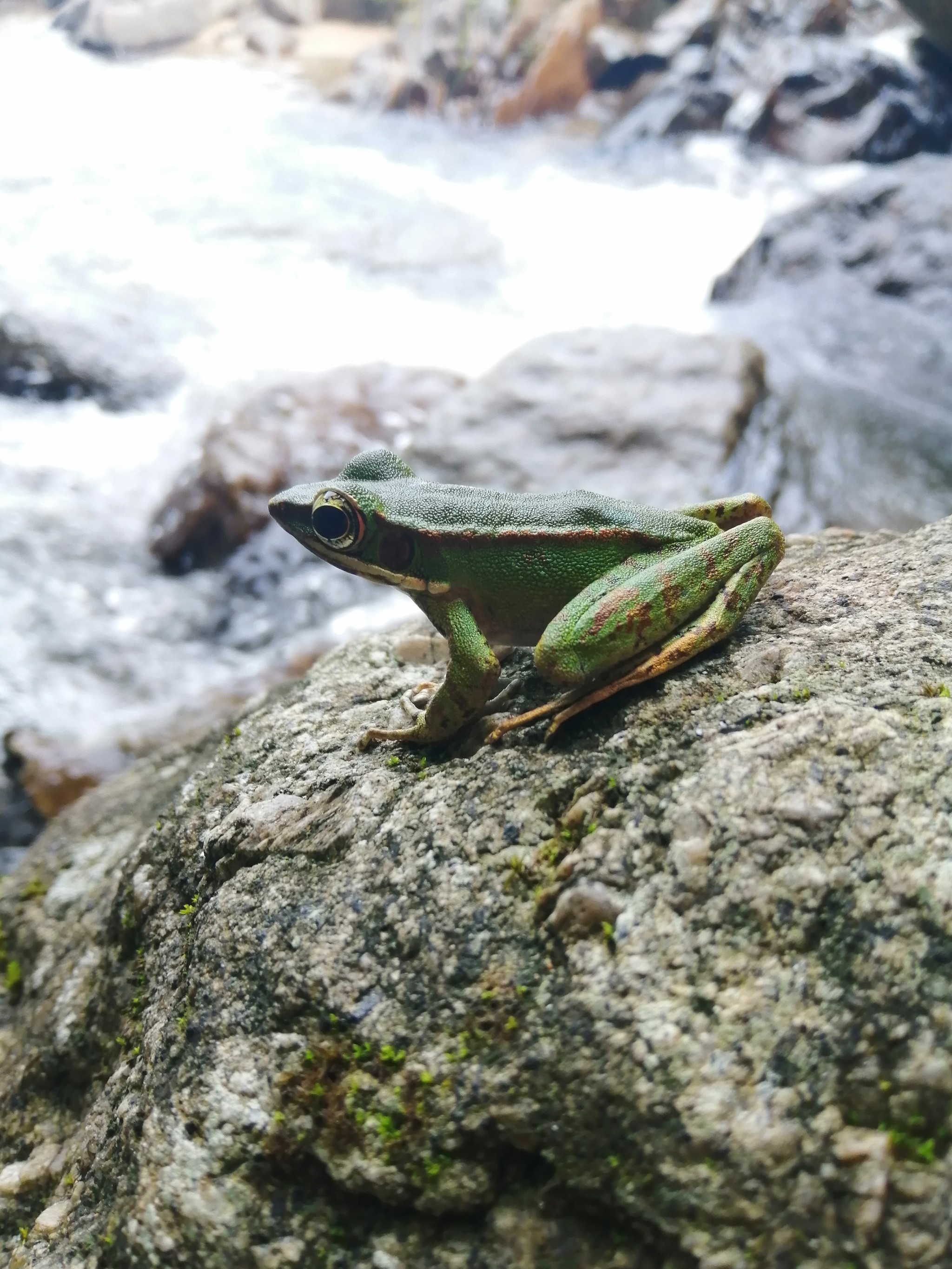 Coast frog. - My, Frogs, Thailand, Krabi, Longpost