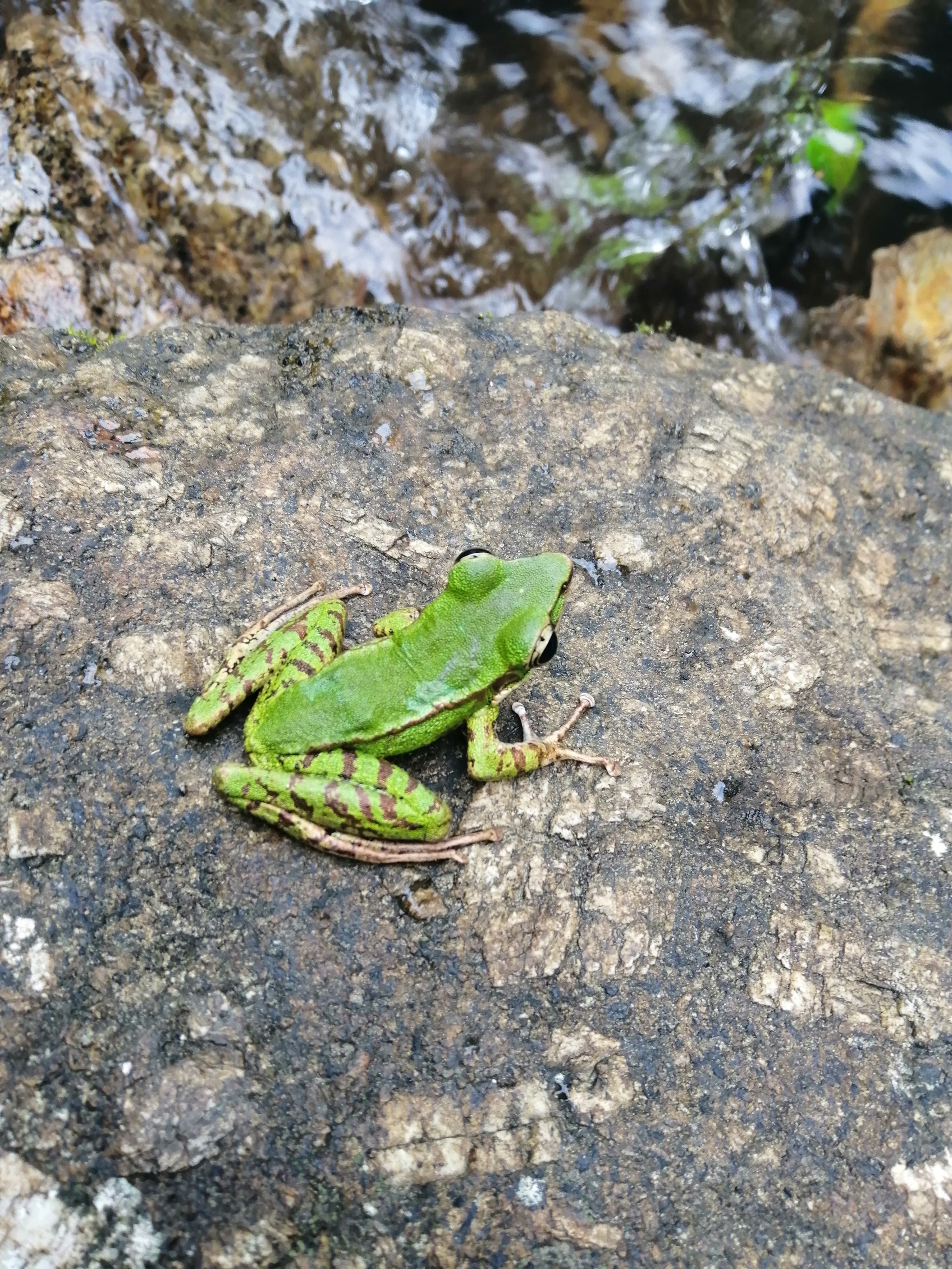 Coast frog. - My, Frogs, Thailand, Krabi, Longpost