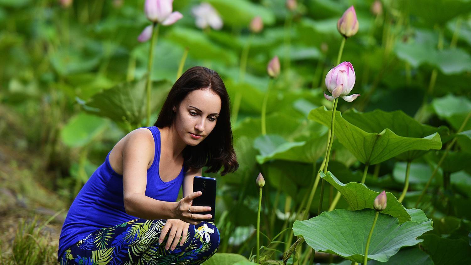 In Primorye, the lotus season has begun. Look how beautiful it is! - My, Lotus, Primorsky Krai, Nature, Flowers, Дальний Восток, Plants, Lake, Longpost