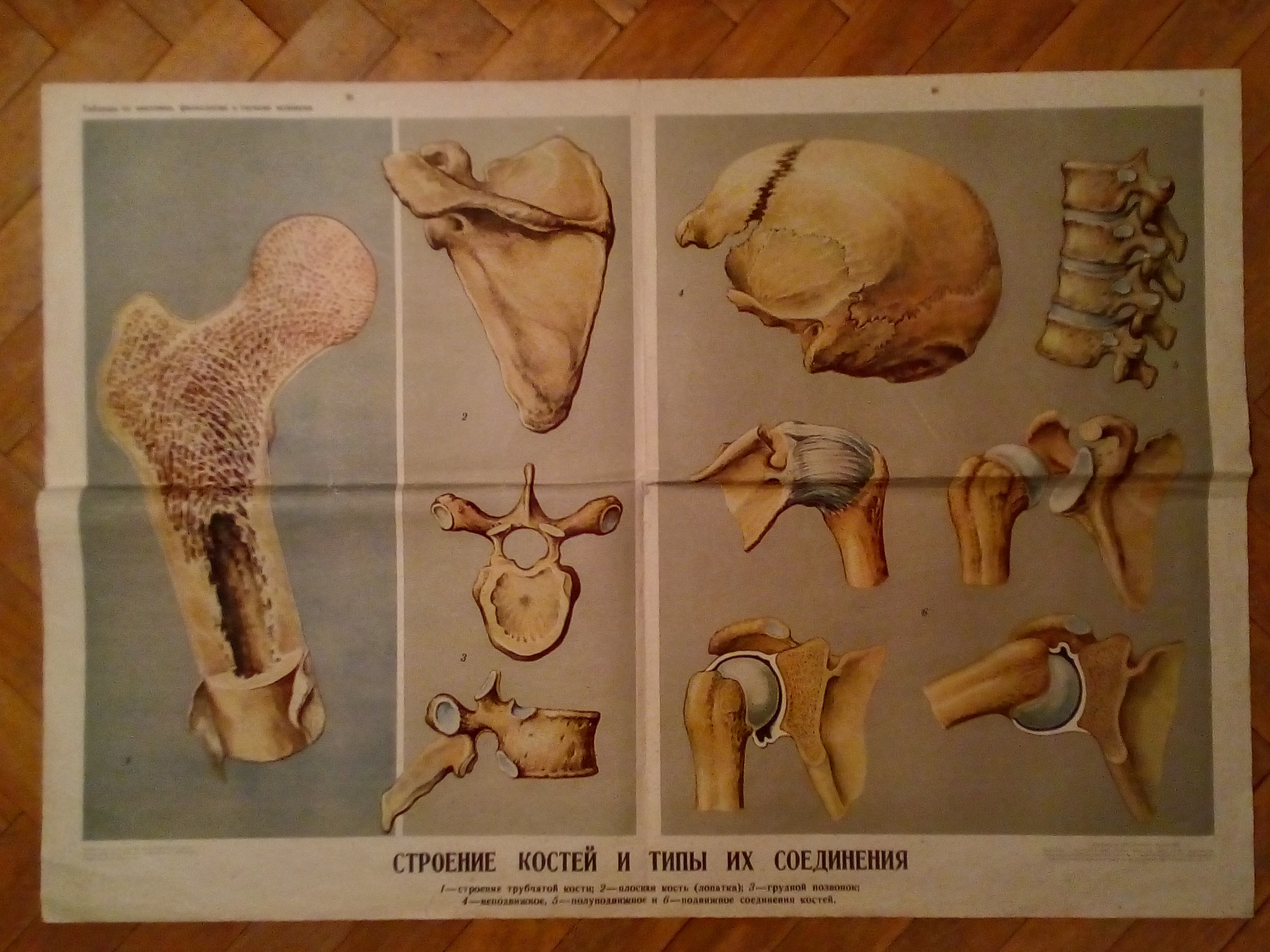 Visual aids of the Soviet school - My, Soviet posters, School, the USSR, Anatomy, 60th, Visual material, Old school, Longpost