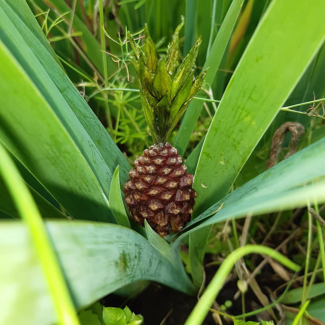 This is how we grew pineapple - My, With your own hands, A pineapple, Imagination, Crafts, Needlework, Longpost