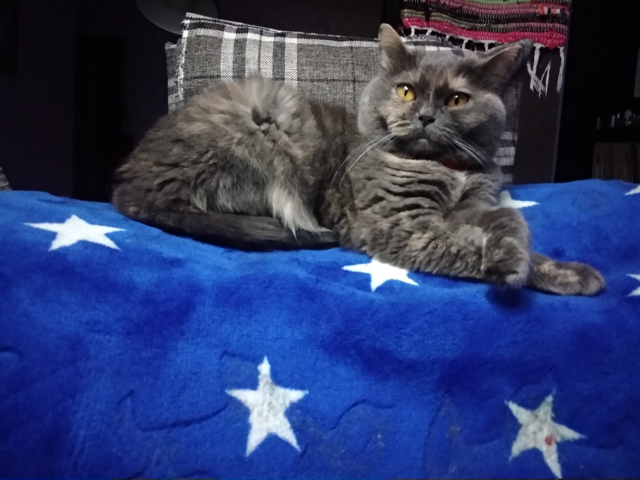 9 years 4 months 2 days - My, Catomafia, British Shorthair, Longpost, cat, Negative, Death