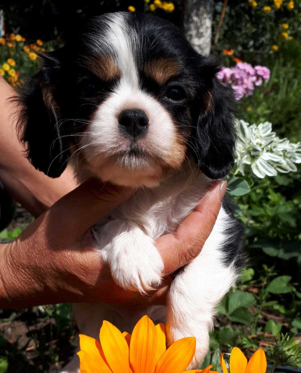 Puppies - My, Cavalier king charles spaniel, Dog, Longpost, Puppies