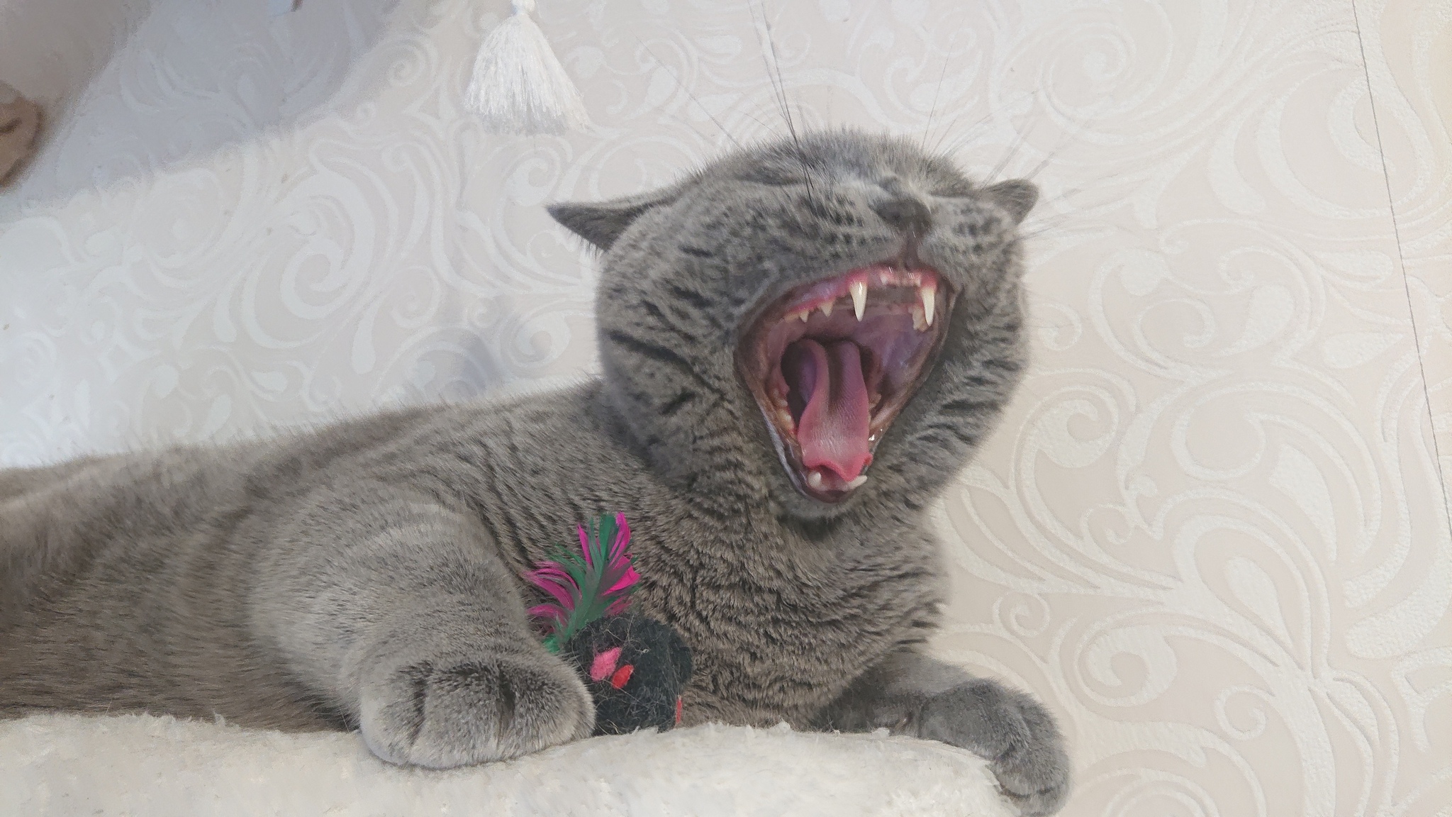 Grace and beauty of a yawning cat - My, cat, Catomafia, Onlooker, Longpost