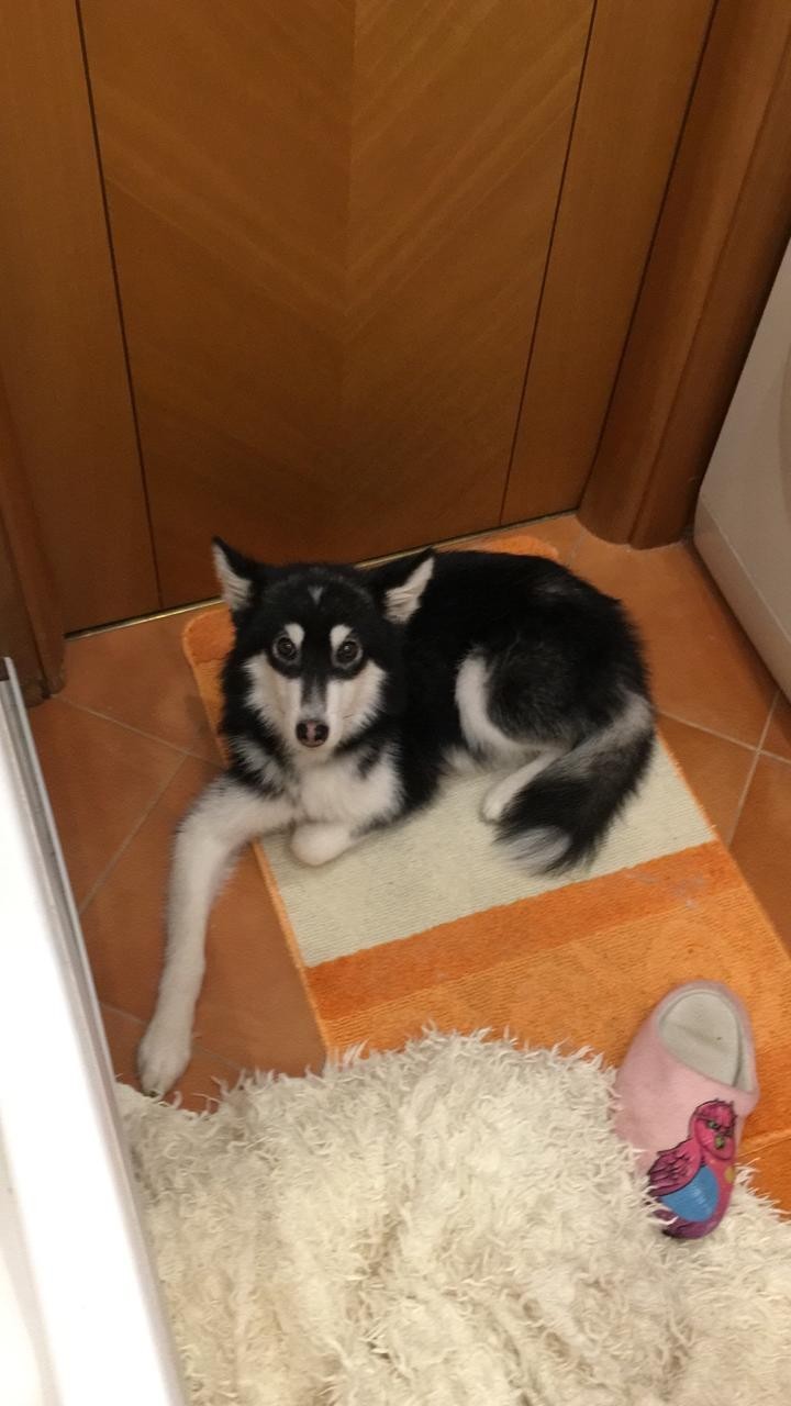 Found a husky not from a fairy tale - No rating, Moscow, Lost, In good hands, Dog, Husky, Longpost