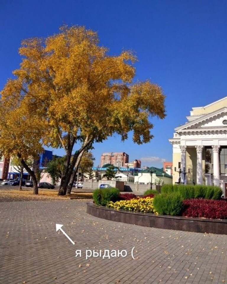 Strong business executives destroyed trees on the embankment of Chelyabinsk - My, Chelyabinsk, Chelyabinsk urbanist, Tree, Landscaping, Pruning, Officials, Longpost