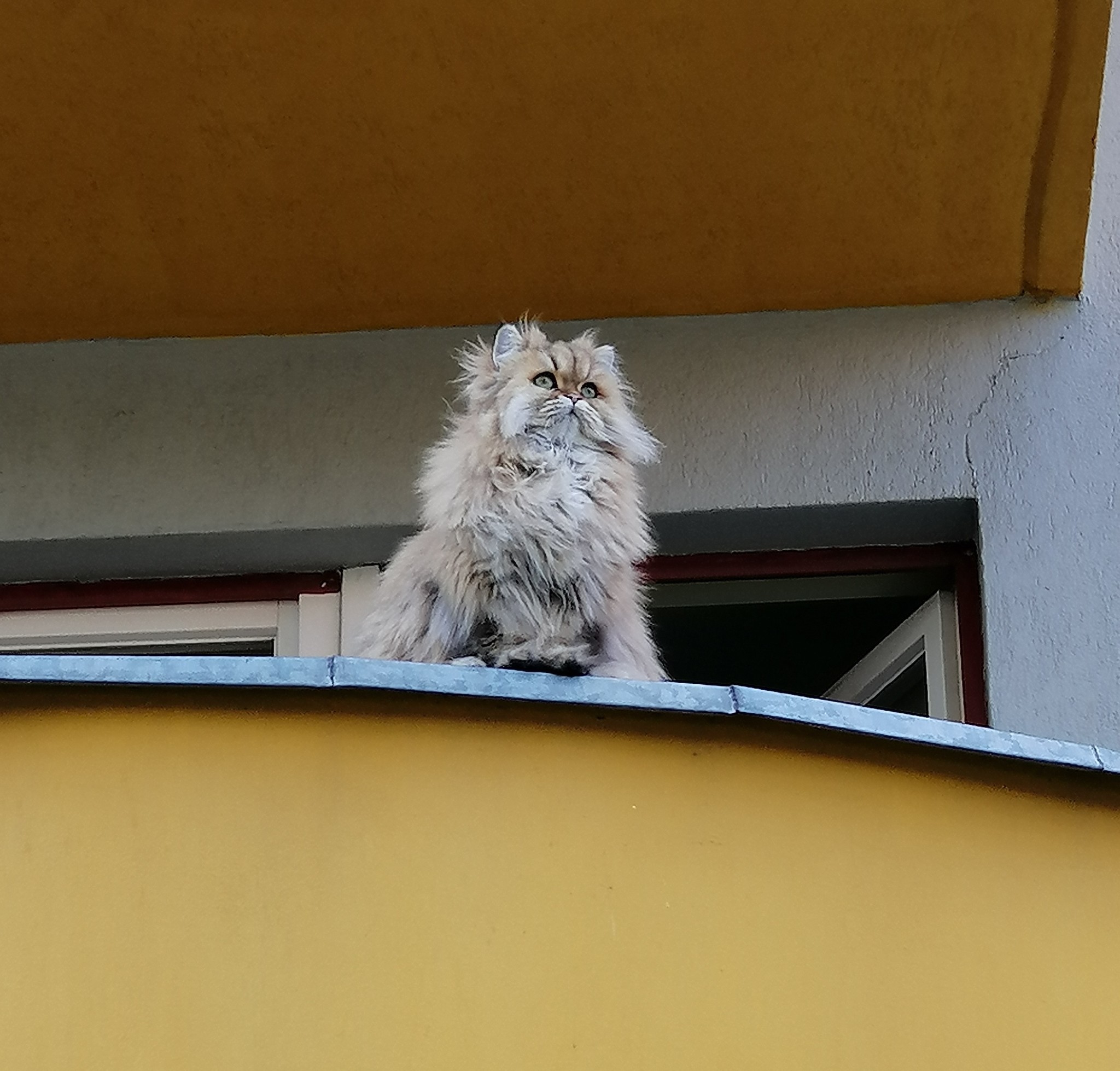 Just a cat on the balcony - Fluffy, cat