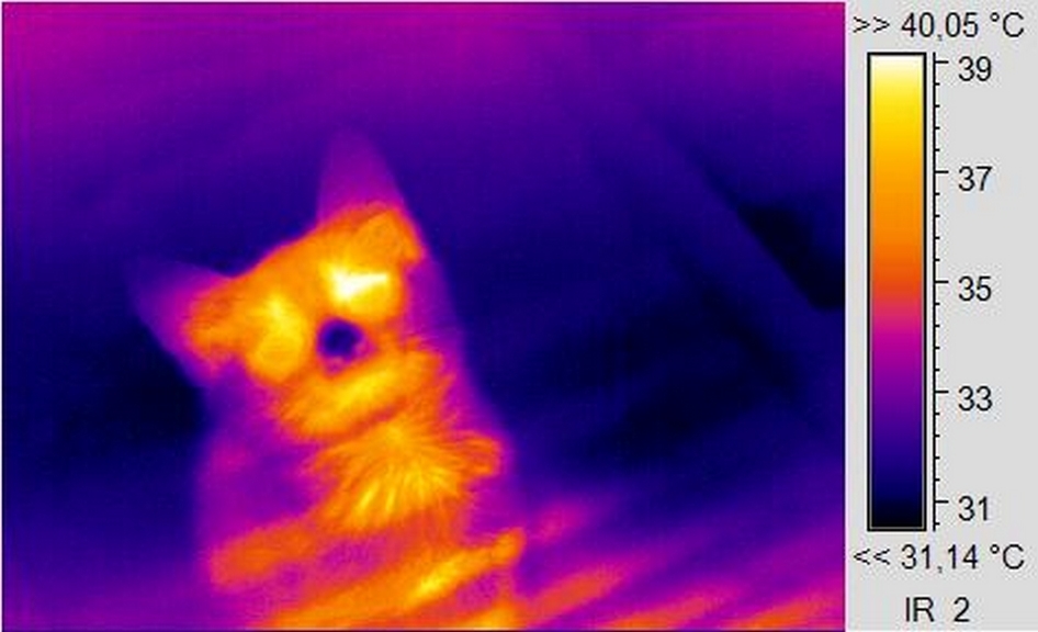 The world in a thermal imager - My, A life, cat, Longpost, Thermal imager